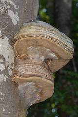 Keroplatus