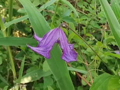 Clematis viticella