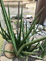 Sansevieria cylindrica
