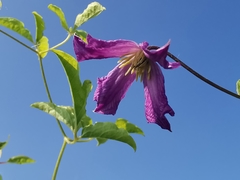 Clematis viticella