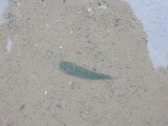 Whitmania laevis