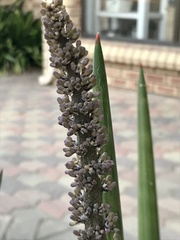 Sansevieria cylindrica