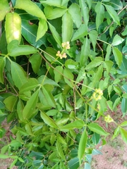 Cissus ambongensis image