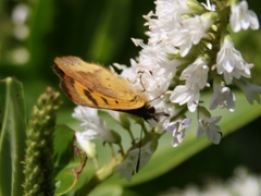 Lycaena enysii
