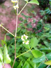 Cissus ambongensis image