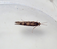 Agraylea