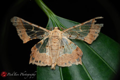 Krananda semihyalina