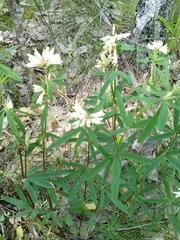 Trifolium lupinaster