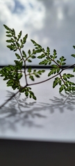 Cheilanthes tenuifolia