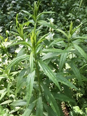 Solidago canadensis