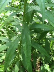 Solidago canadensis