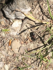 Camponotus ligniperda