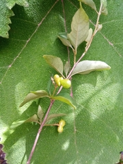 Mostuea brunonis