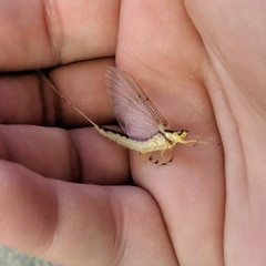 Pentagenia vittigera