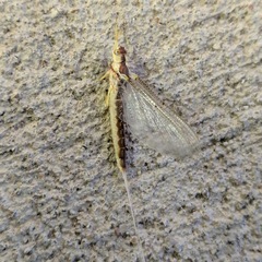 Pentagenia vittigera