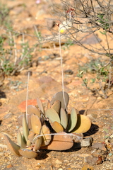 Adromischus alstonii