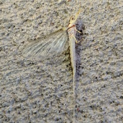 Pentagenia vittigera