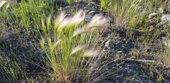 Hordeum jubatum