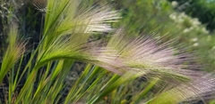Hordeum jubatum