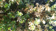Dimorphotheca cuneata