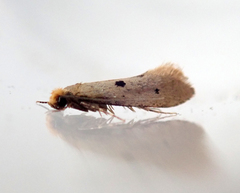 Tinea trinotella