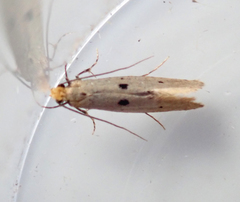 Tinea trinotella
