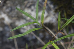 Anisotome filifolia