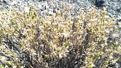 Dimorphotheca cuneata