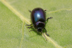 Chrysolina geminata