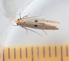 Tinea trinotella