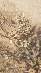 Dimorphotheca cuneata