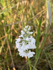 Platanthera nivea
