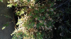 Dimorphotheca cuneata