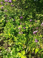Hesperis pycnotricha