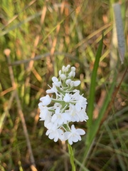 Platanthera nivea