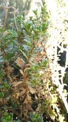 Dimorphotheca cuneata