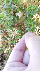 Dimorphotheca cuneata