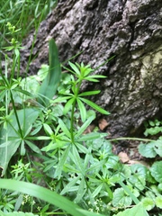 Galium mollugo