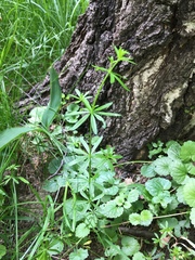 Galium mollugo