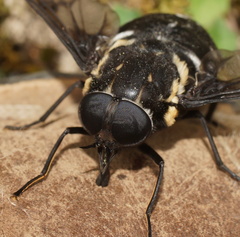 Triclista guttata