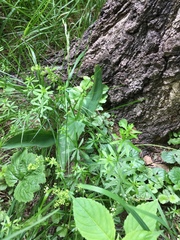 Galium mollugo