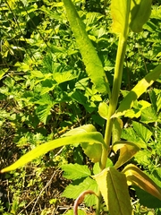 Hesperis pycnotricha