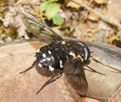 Triclista guttata