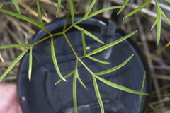Anisotome filifolia