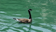 Branta canadensis