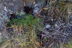 Anisotome filifolia