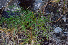 Anisotome filifolia