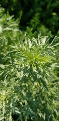 Artemisia absinthium