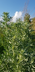 Artemisia absinthium