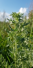 Artemisia absinthium